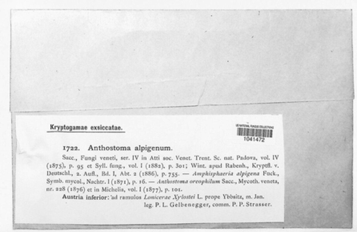 Amphisphaerella alpigena image